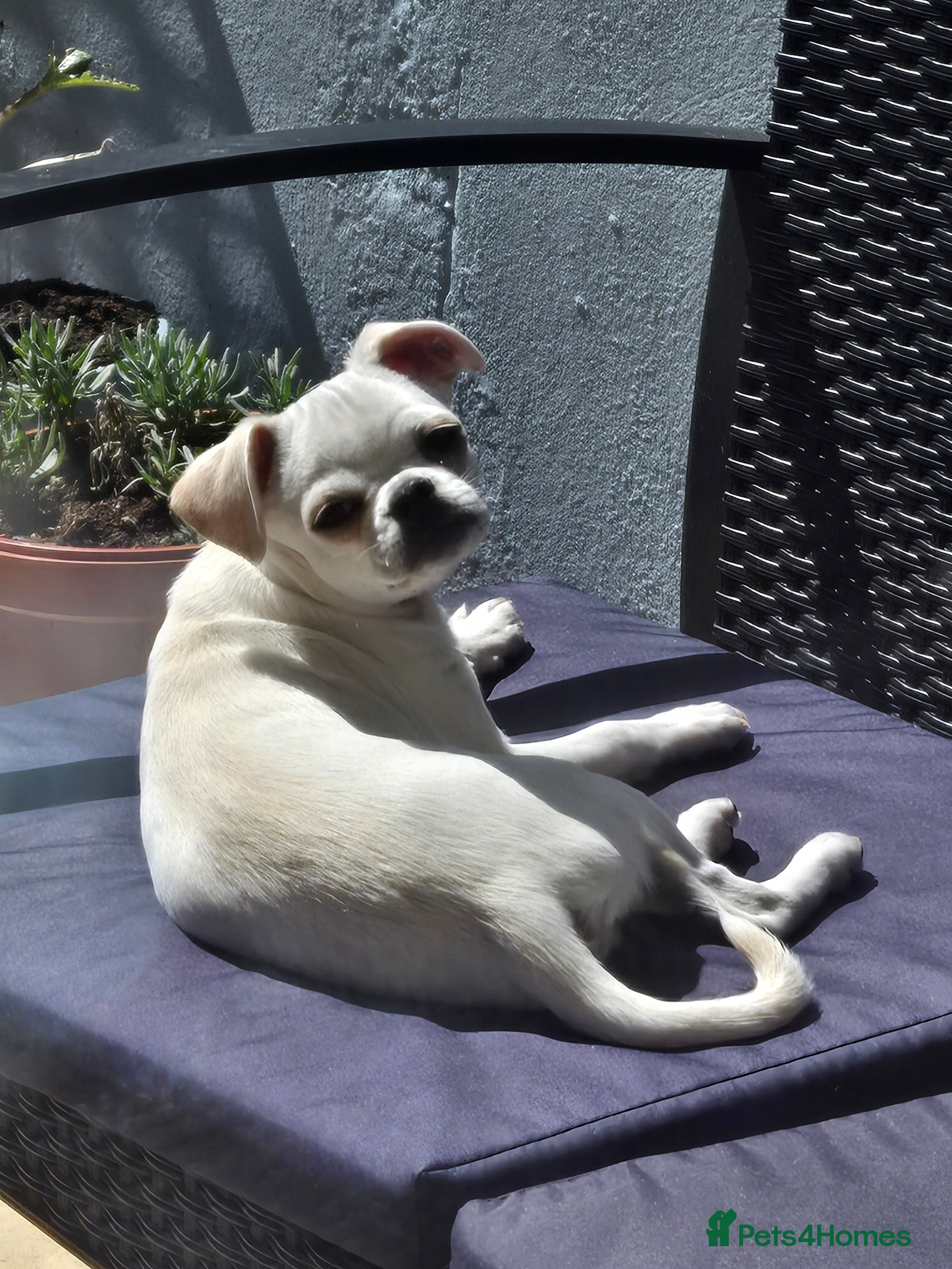 Chug dogs Zues McDonald - Advert 1