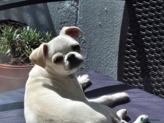 Chug dogs Zues McDonald - Advert 1