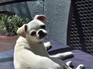 Chug dogs Zues McDonald - Advert 6