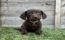 Mixed Breed dogs for sale: Top Quality F1 Docker Puppies - Image 19