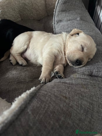 Goldador dogs - Advert 6