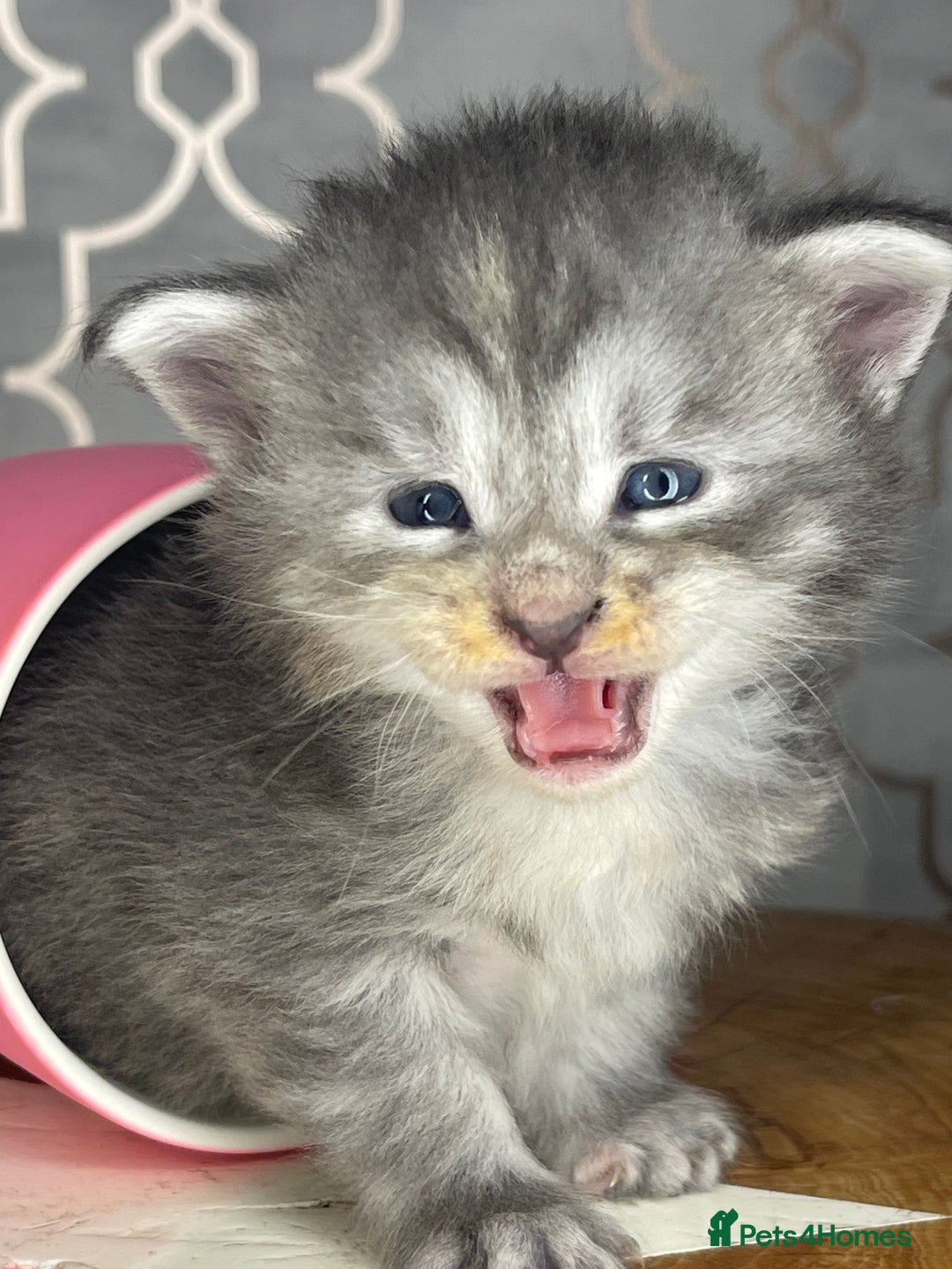 Maine Coon cats for sale: 🐾💛5 Sweet Maine Coons looking for forever home💛 - Advert 18