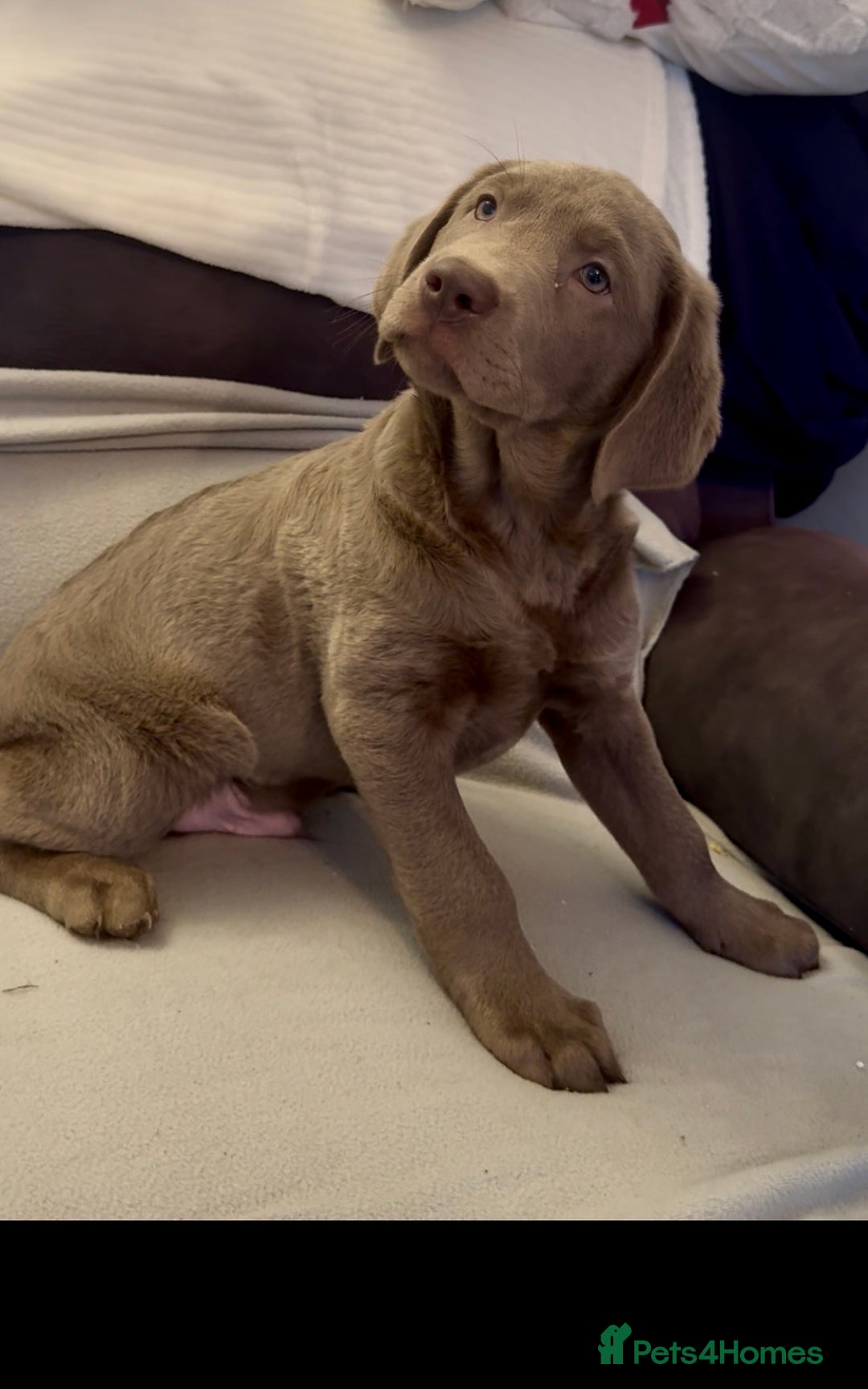 Labrador Retriever dogs for sale: Stunning silver Labradors  - Advert 32