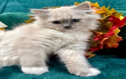 Ragdoll cats for sale: WORLD BEATIFUL RAGDOLL KITTEN/FIFe - Image 33