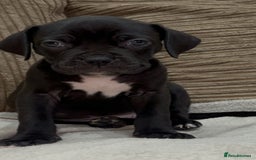 Cane Corso dogs for sale: Cane Corso Puppies for Sale - Image 1