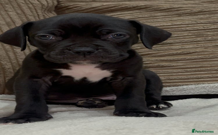 Cane Corso dogs - Advert 3
