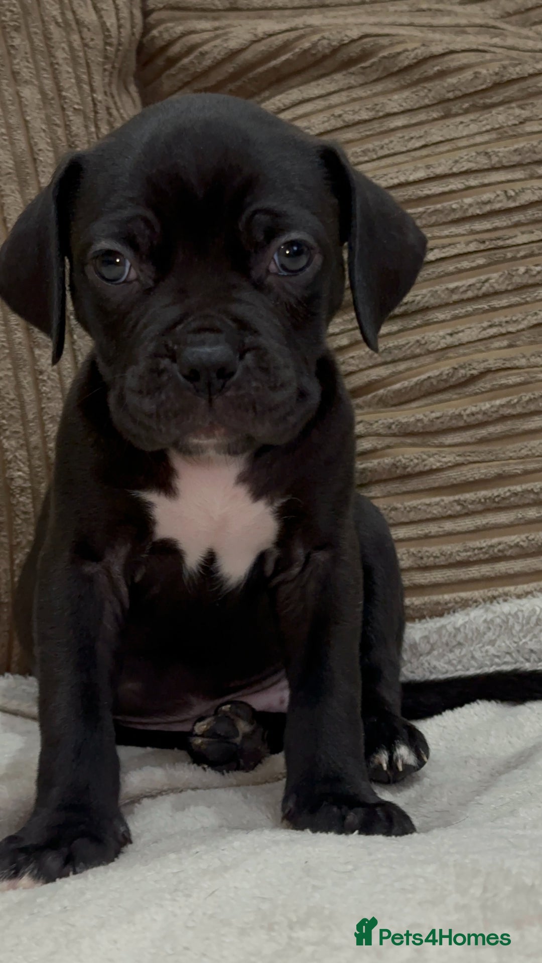 Cane Corso dogs for sale: Cane Corso Puppies for Sale - Image 1