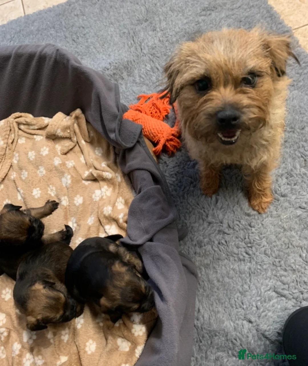Border Terrier dogs for sale: PEDIGREE BORDER TERRIER PUPPIES - Advert 7