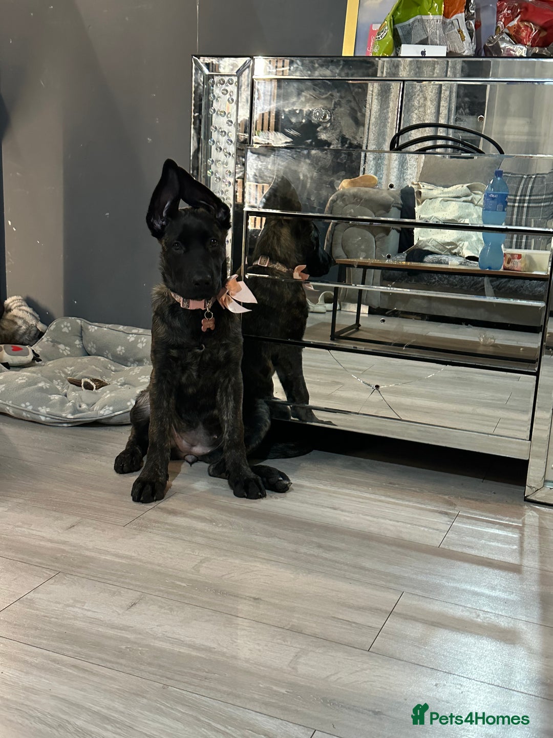 Mixed Breed dogs for sale: German shepherd x cane corsso - Advert 3
