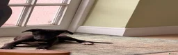 Whippet dogs for sale: Beautiful KC Whippet Puppies - Advert 9
