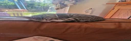 Bengal cats for sale: 🐾 Beautiful Bengal Girl Kittens - available now🐾 in Reading - Advert 16