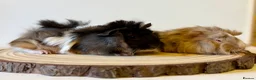 Guinea Pig rodents for sale: Selection of guinea pigs looking for new homes  - Advert 13
