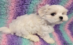 Maltese dogs for sale: FULL KOREAN KC REGISTERED MALTESE PUPIES - Image 12