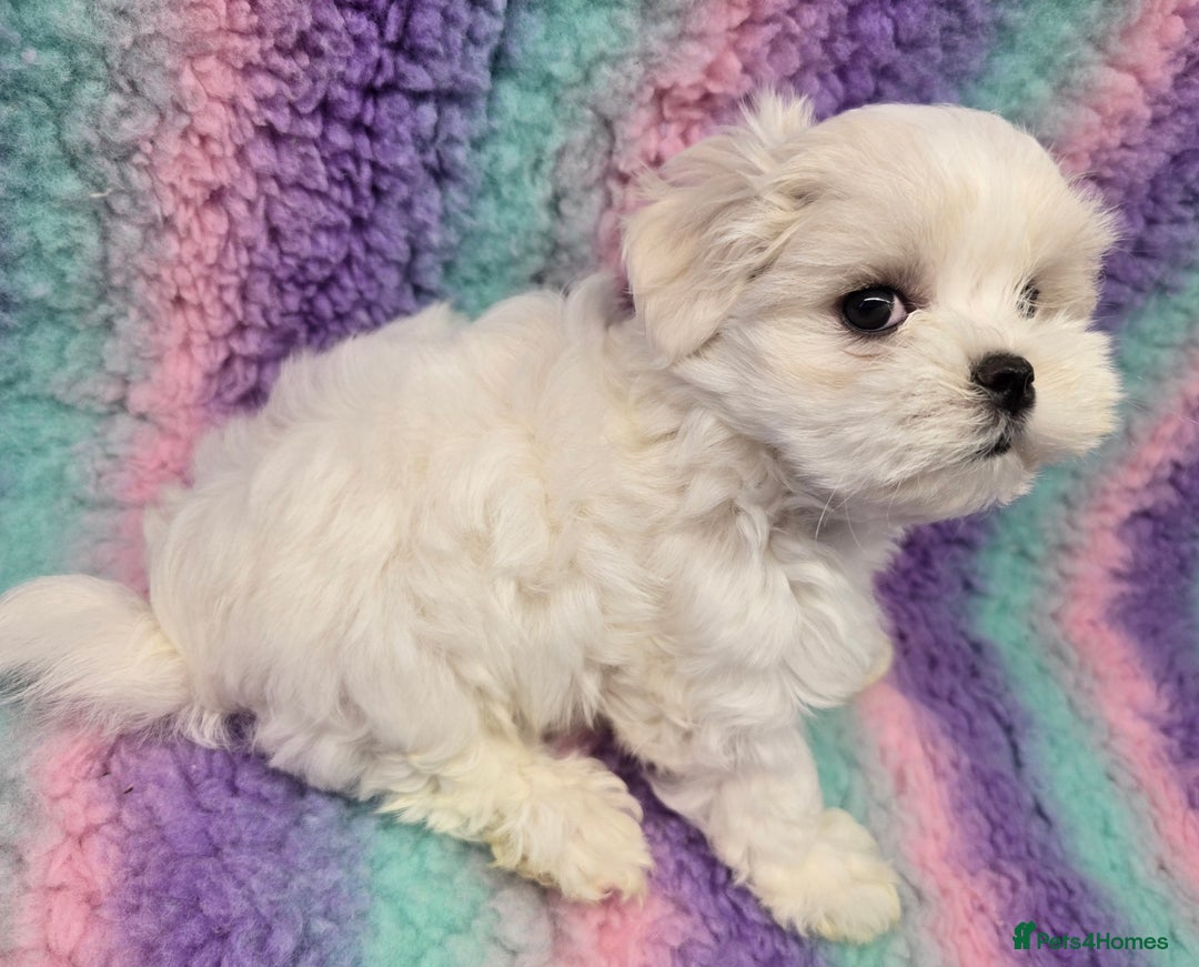 Maltese dogs for sale: FULL KOREAN KC REGISTERED MALTESE PUPIES - Image 12