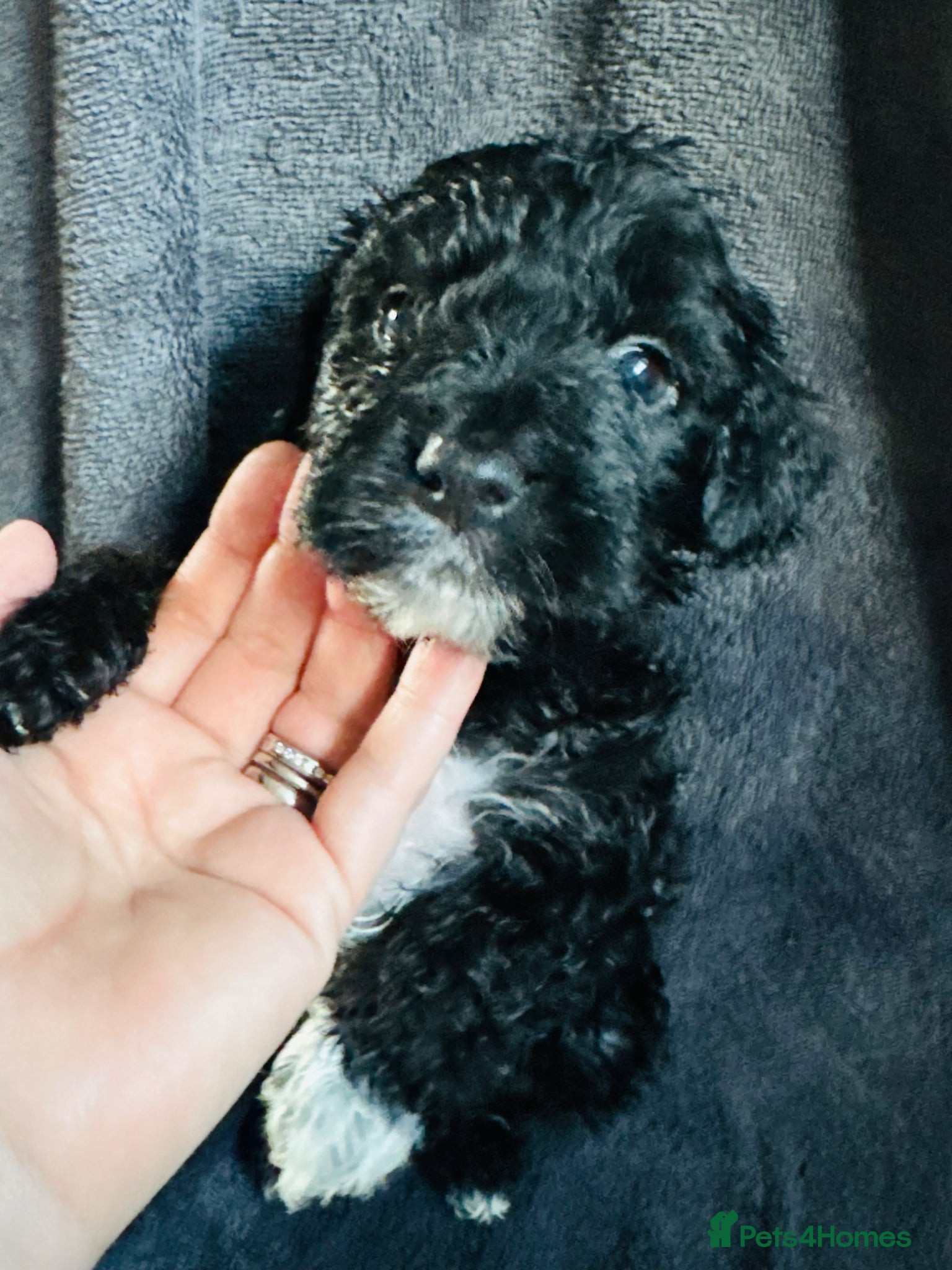 Cockapoo dogs Cockapoo puppies  - Advert 3