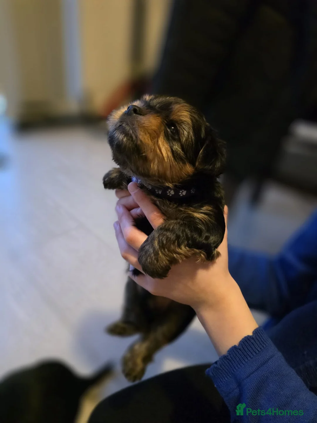 Yorkshire Terrier dogs for sale: Yorkshire terrier puppies  - Advert 10