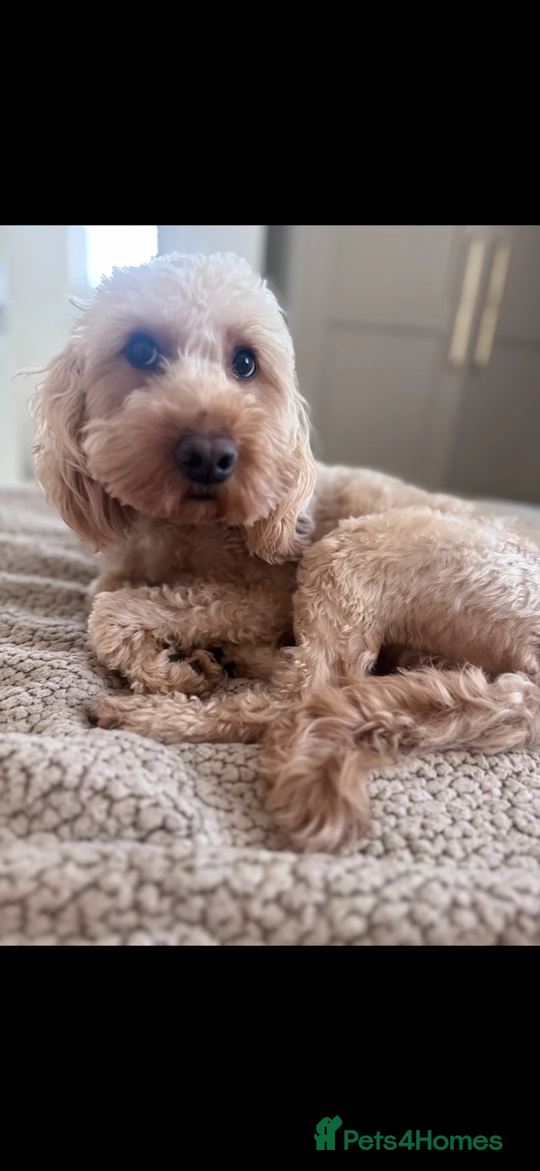 Cockapoo dogs for sale: Beautiful F1 Miniature Cockapoo rehome - Advert 3