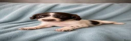 Cocker Spaniel dogs for sale: Spaniel girls ready to leave now!  - Advert 4