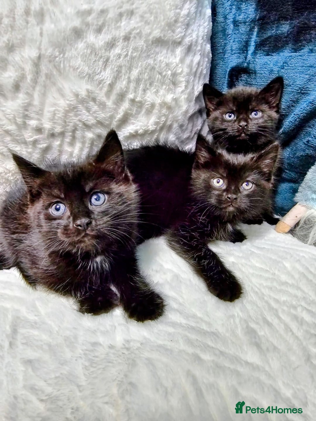 Mixed Breed cats for sale: Adorable Kittens Available – 8 Weeks Old! 🐾 - Advert 1