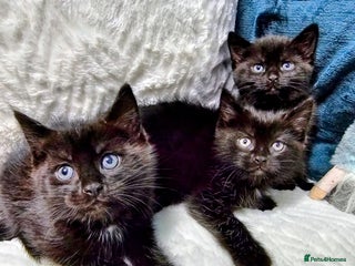 Mixed Breed cats Adorable Kittens Available – 8 Weeks Old! 🐾 - Advert 1