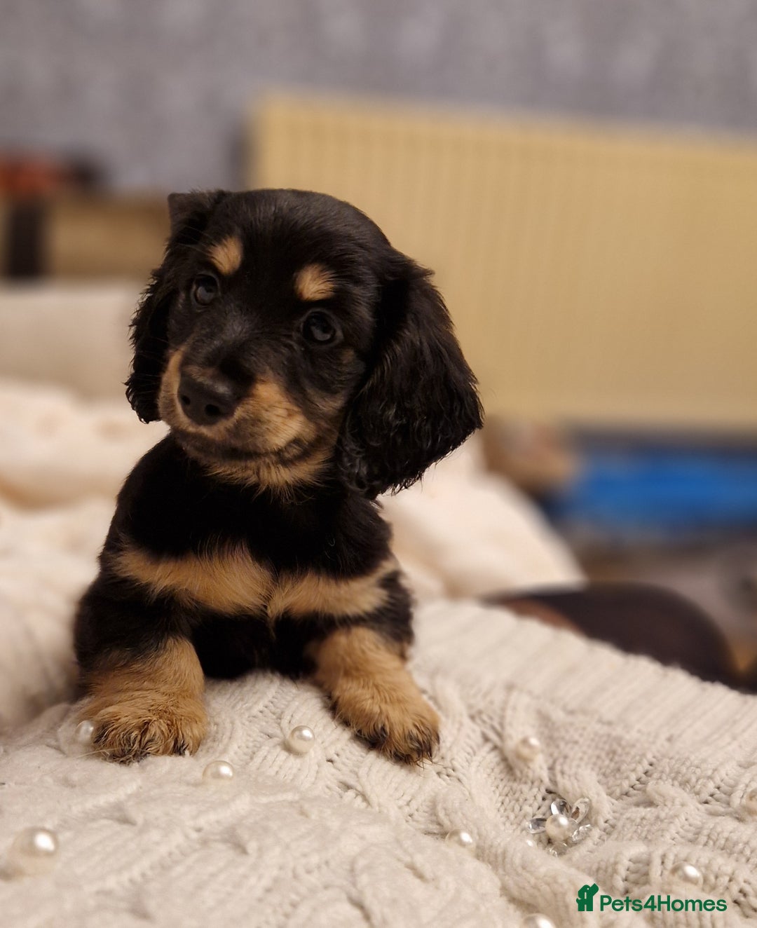 Miniature Dachshund dogs for sale:  Ready Now! Last Girl Long Coat Waiting For You  - Advert 12