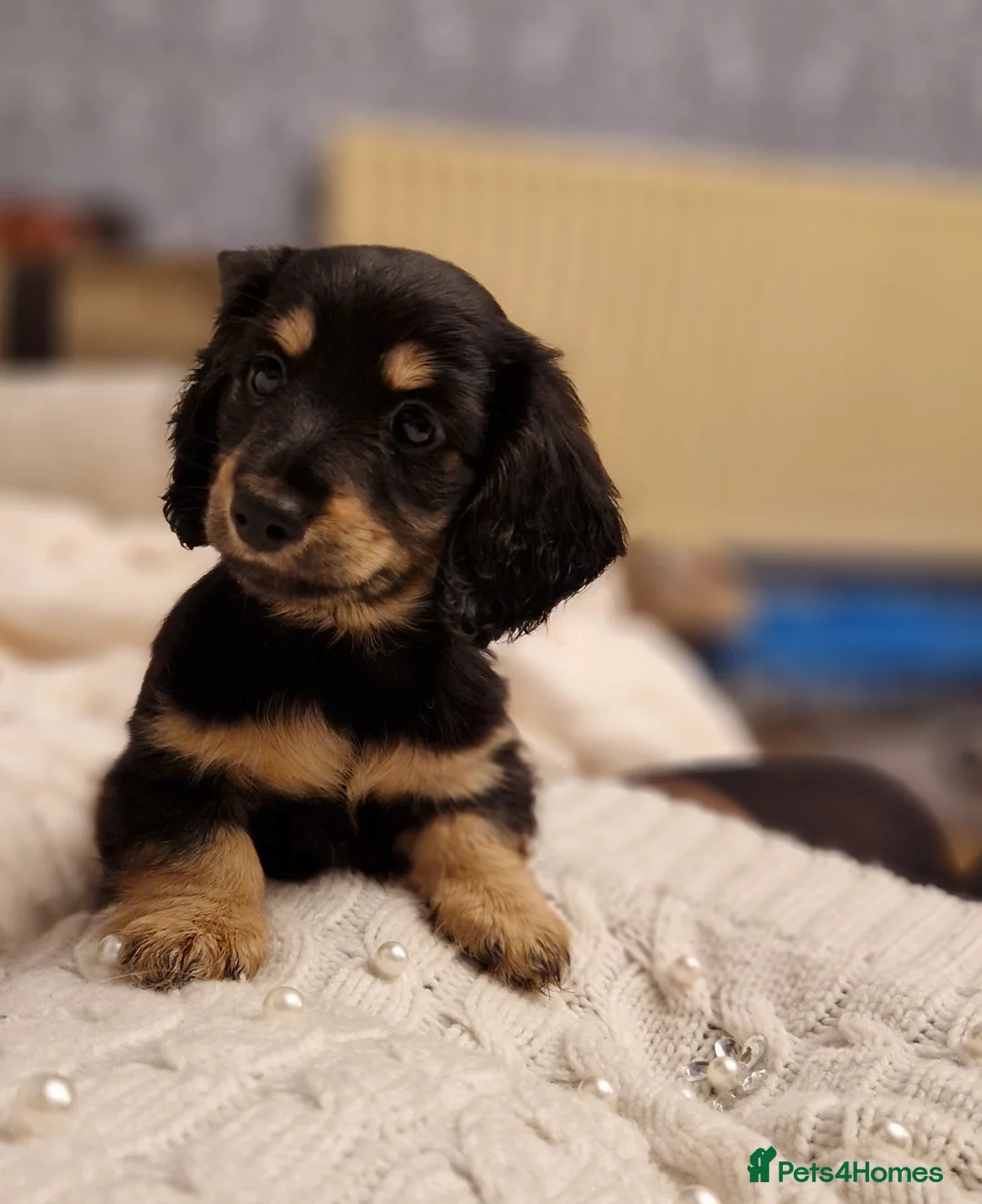 Miniature Dachshund dogs for sale:  Reduced For Last Girl Long Coat Waiting For You  - Advert 14