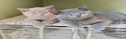 British Shorthair cats for sale: Chunky British Shorthair Kittens - Advert 3