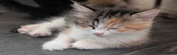 Maine Coon cats for sale: Maine coon x Ragdoll kittens - Advert 4