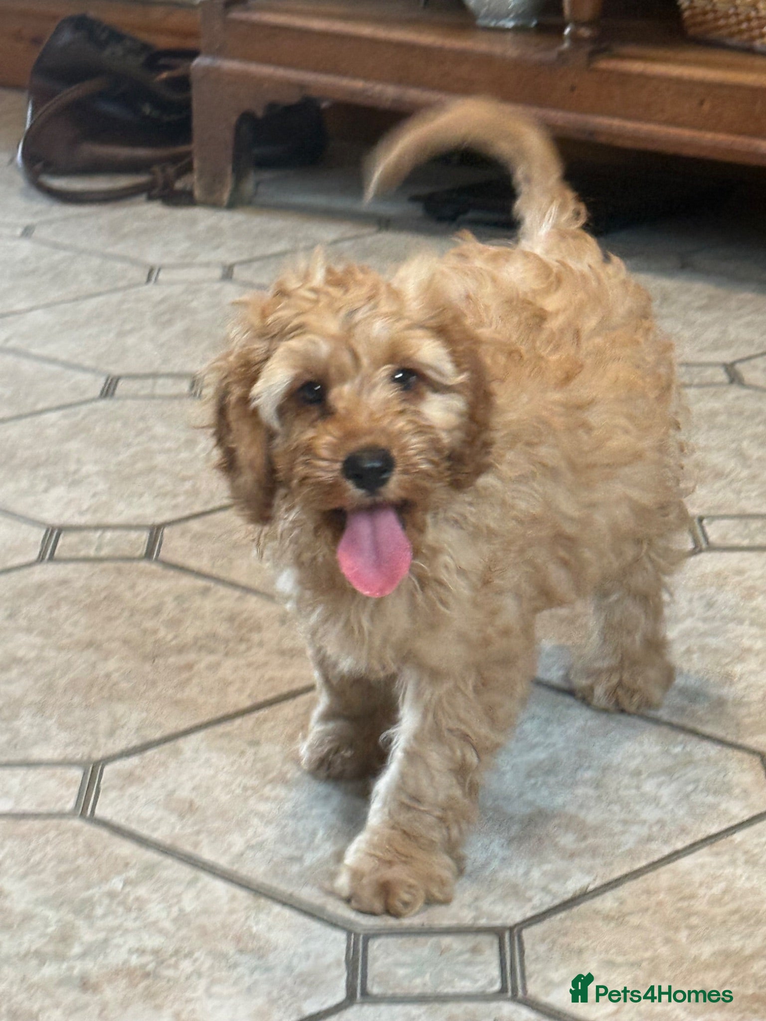 Cavapoo dogs Fox red&  dark peach cavapoo’s reared with love. - Advert 1