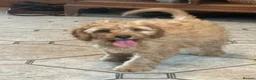 Cavapoo dogs for sale: Fox red&  dark peach cavapoo’s reared with love. - Advert 1