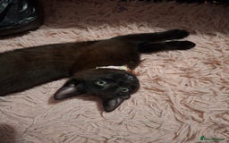 Mixed Breed cats for sale: Male kitten read to go  - Image 3