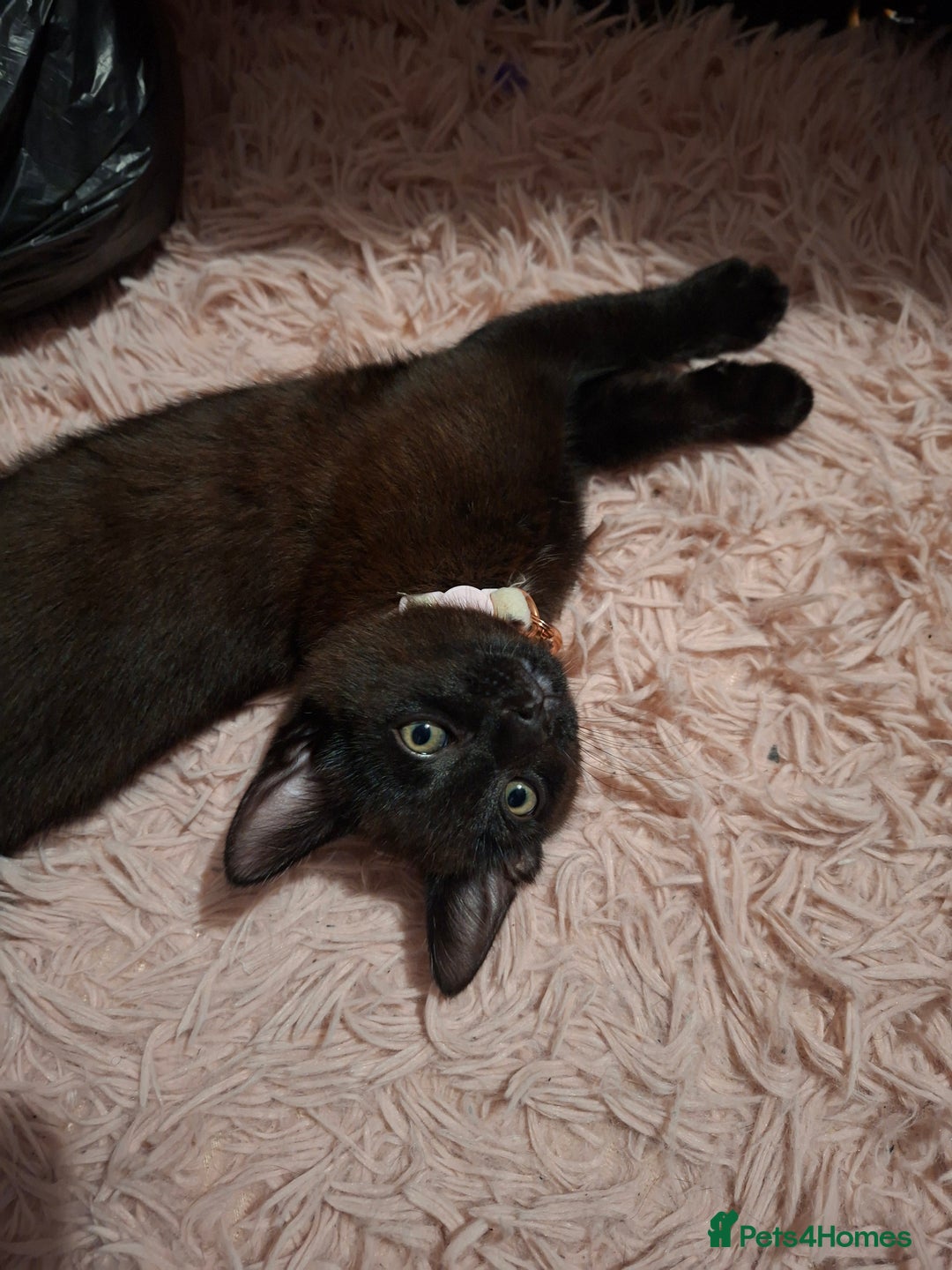 Mixed Breed cats for sale: Male kitten read to go  - Image 3