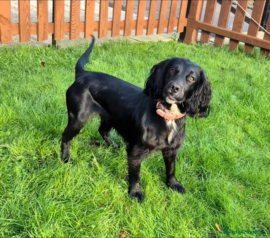 Cocker Spaniel dogs for sale: Beautiful Cocker-Spaniel pups for sale in Oldham - Advert 2