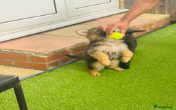 Mixed Breed dogs for sale: G.Sehepherd&white swiss Shepherd long coat puppies - Image 12