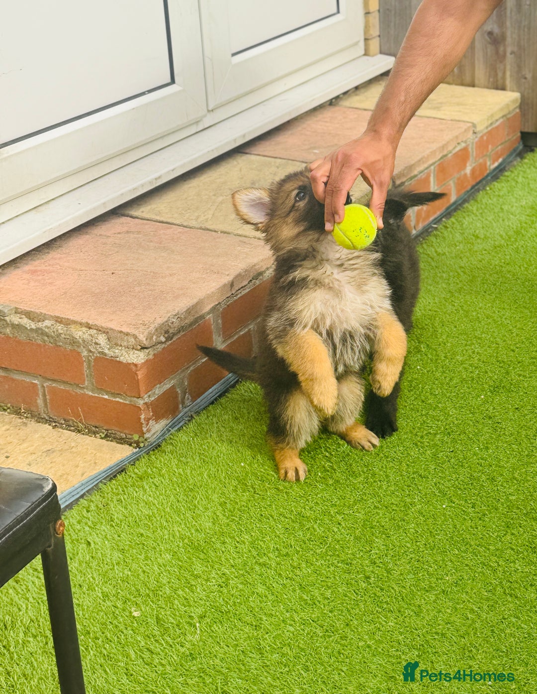Mixed Breed dogs for sale: G.Sehepherd&white swiss Shepherd long coat puppies - Image 12