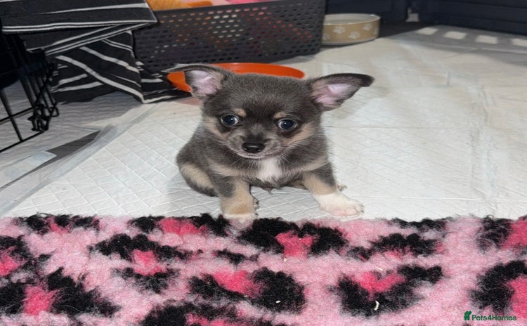Chihuahua dogs - Advert 4