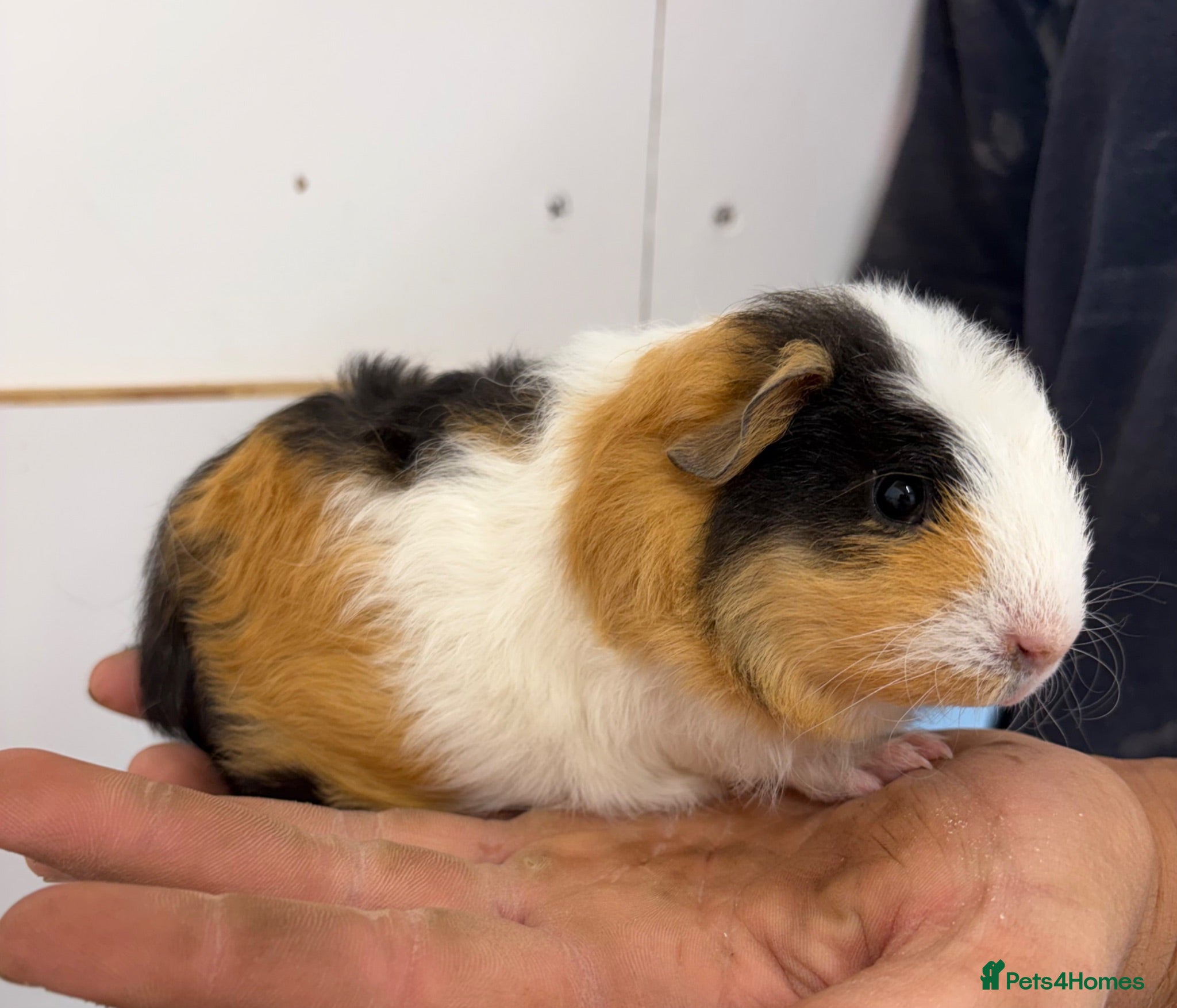 Guinea Pig rodents Beautiful baby guineas  - Advert 1