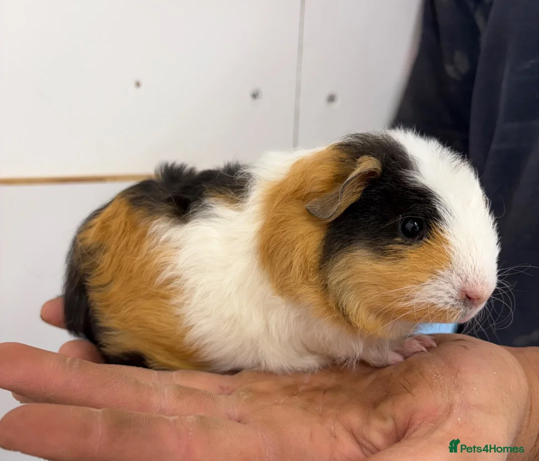 Guinea Pig rodents for sale: Beautiful baby guineas  - Advert 1