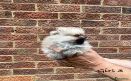 Pomeranian dogs for sale: 🐾Stunning 🐶Extra Small🐻 Teddy Face🔥 - Image 3