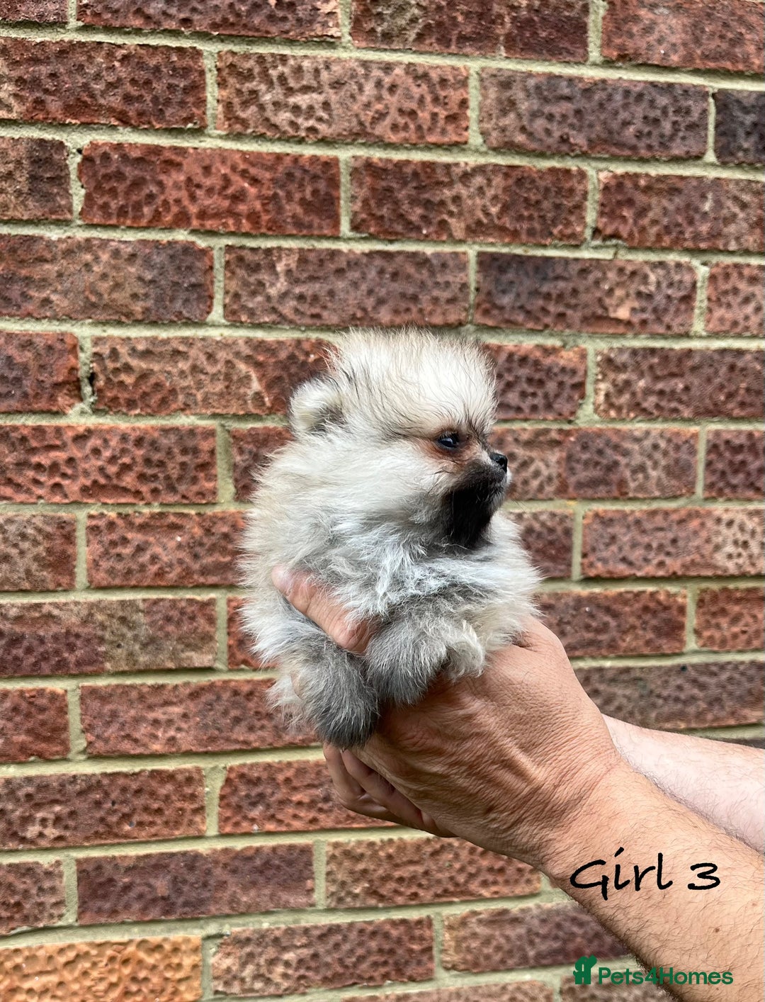 Pomeranian dogs for sale: 🐾Stunning 🐶Extra Small🐻 Teddy Face🔥 - Image 3