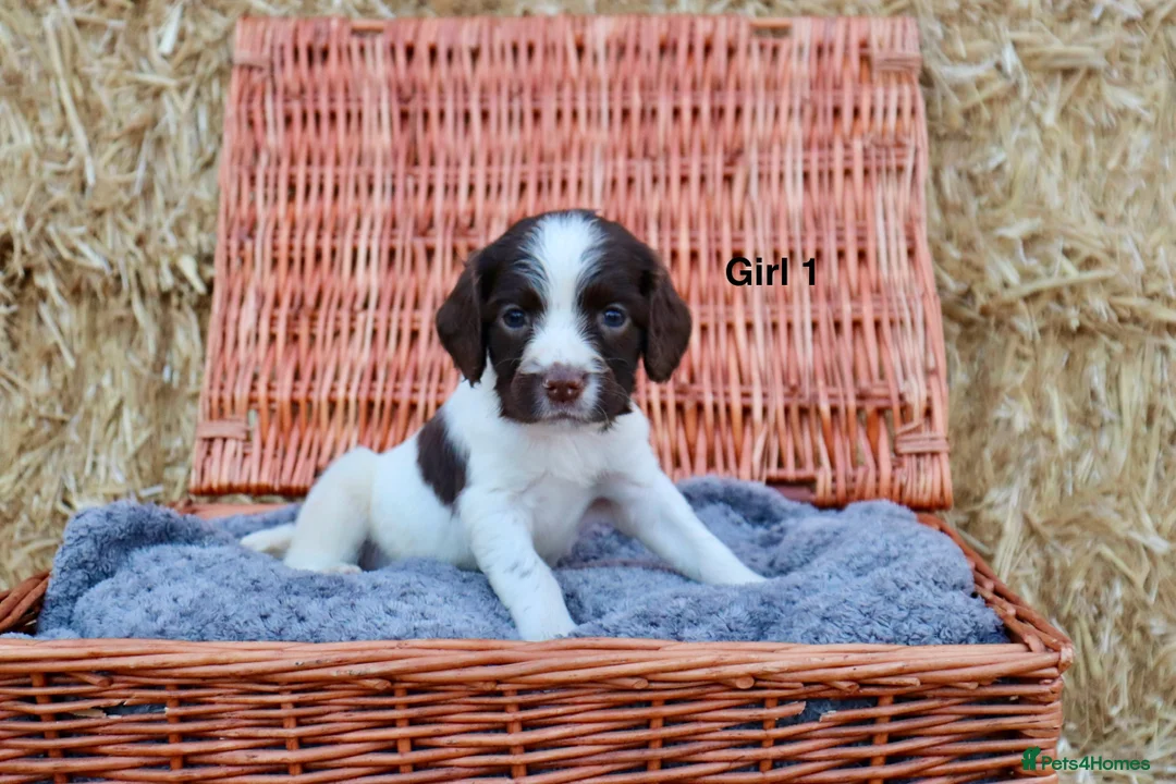 English Springer Spaniel dogs for sale: 1 boy left. Heath Tested Springer Spaniel Pups - Advert 40