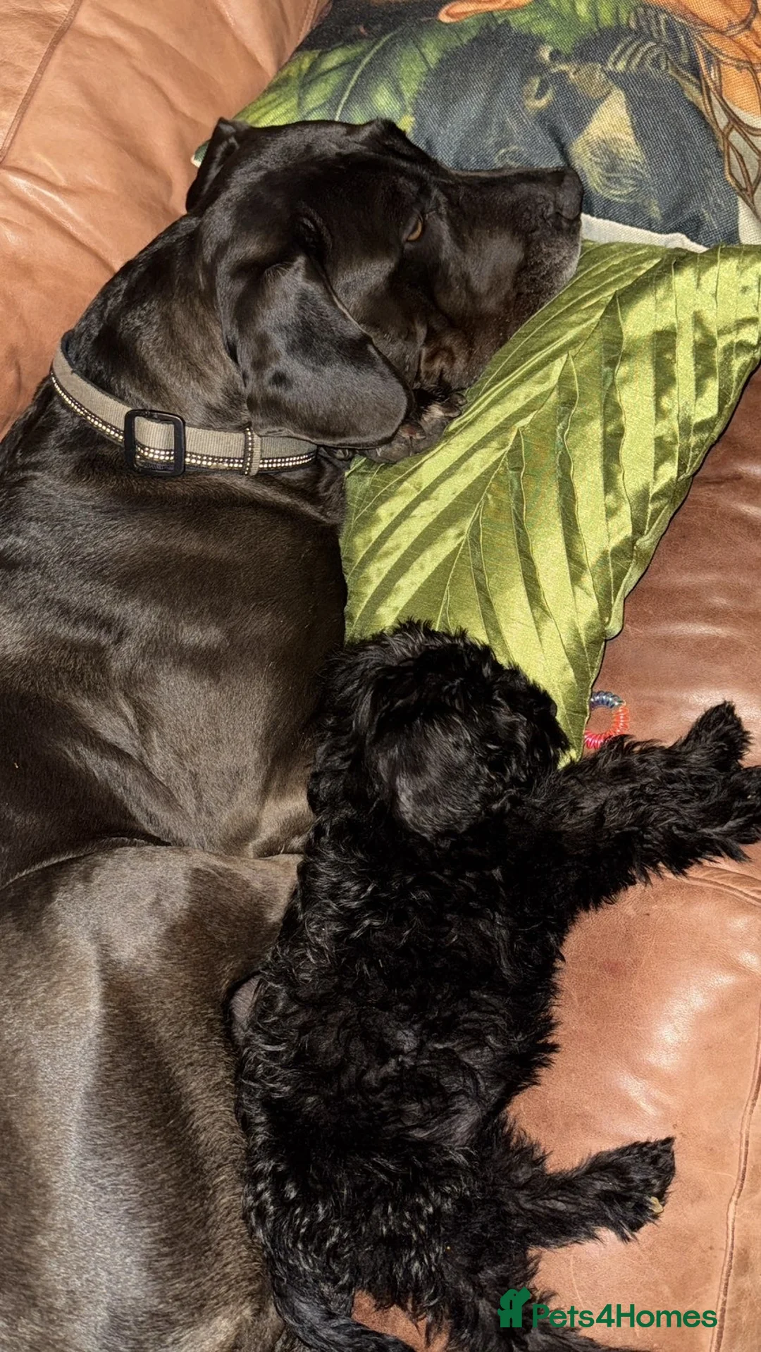 Schnoodle dogs for sale: Black Scnoodle - Maisy - Advert 2