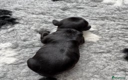 Cocker Spaniel dogs for sale: Stunning Cocker Spaniel puppies - Image 7