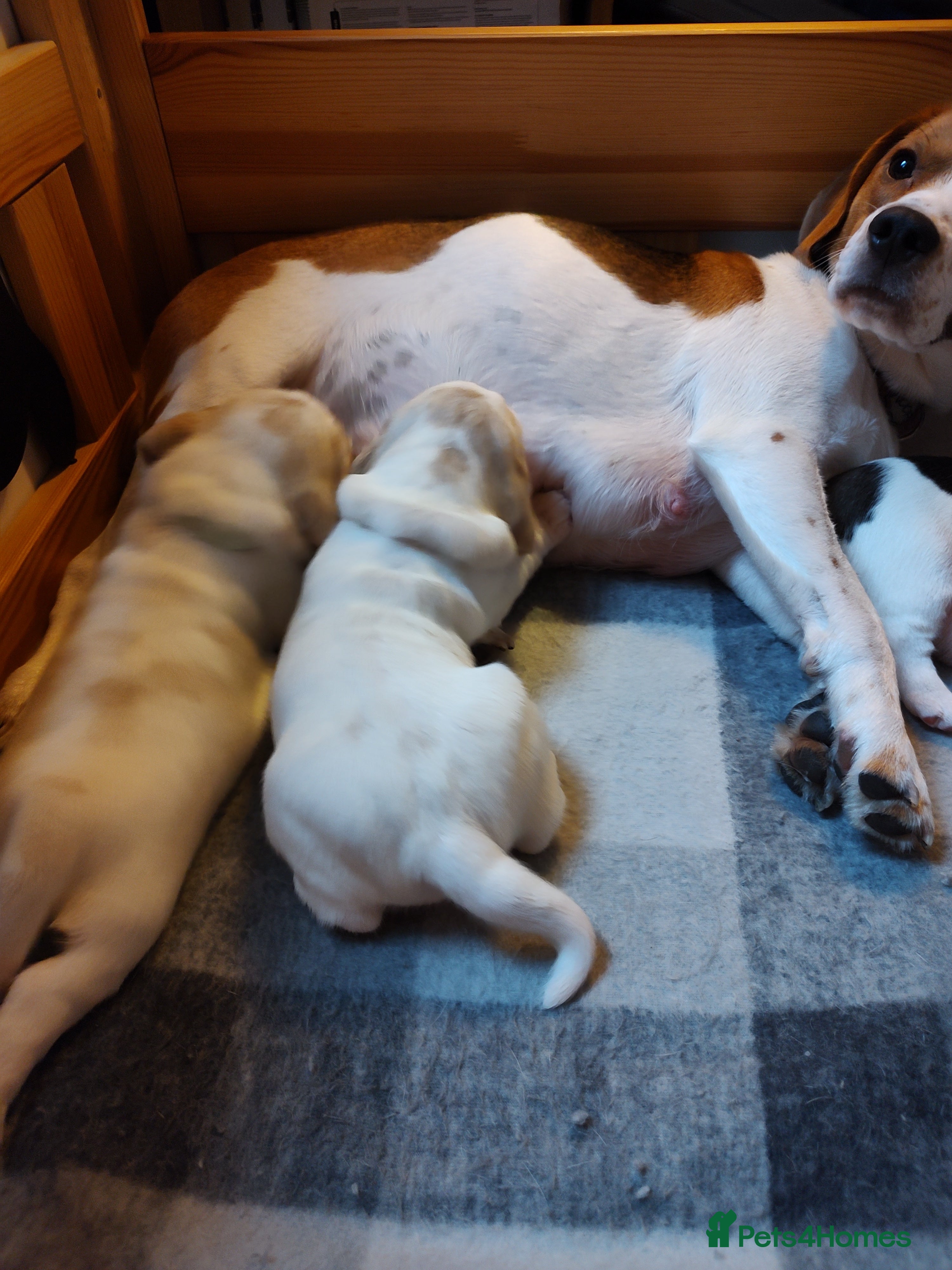 Beagle dogs Beagle puppy's  - Advert 1