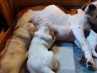 Beagle dogs Beagle puppy's - Advert 5