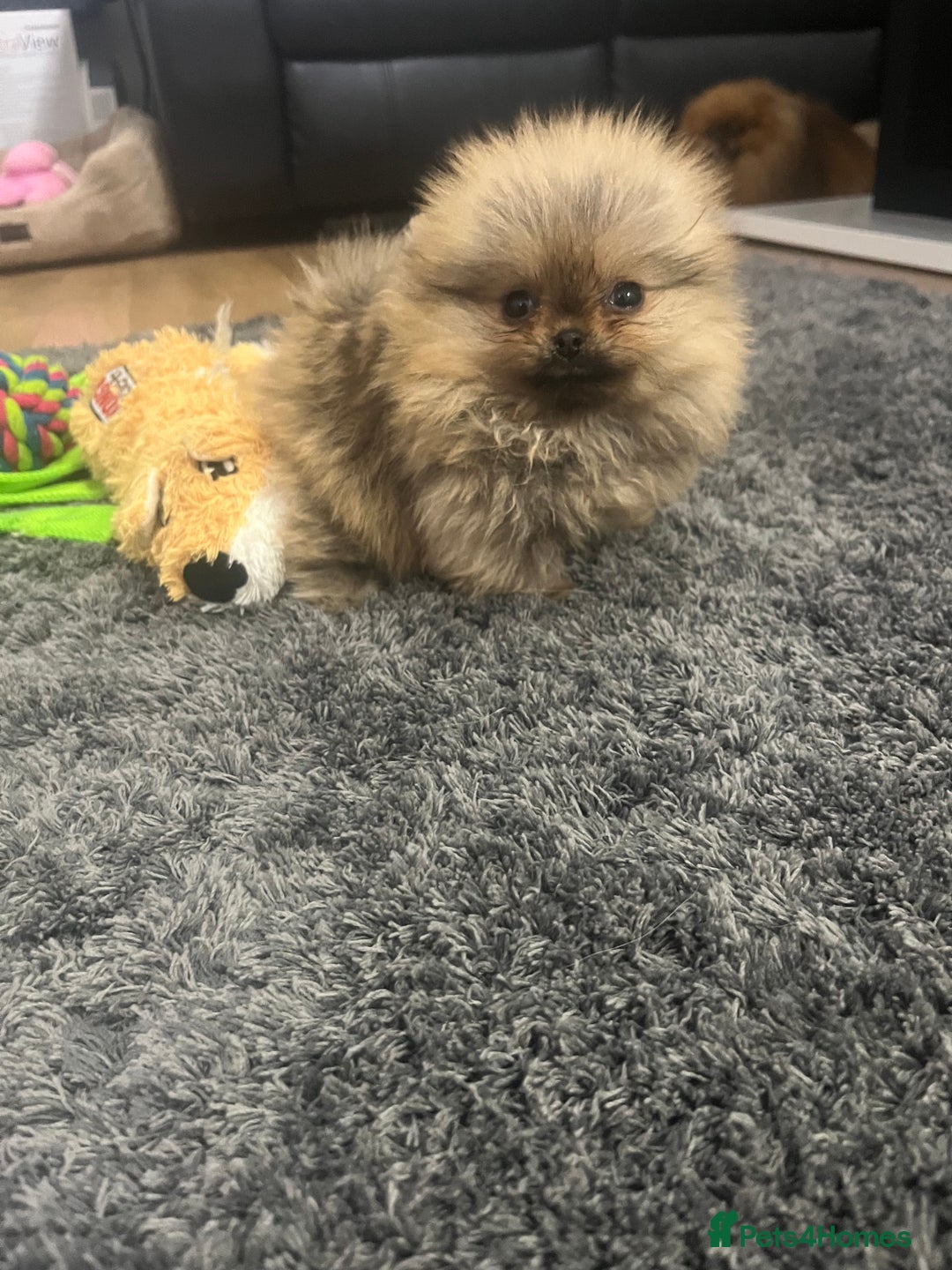 Pomeranian dogs for sale: 🔥Very Tiny(450gr)🧸Top Quality 💎 - Advert 6