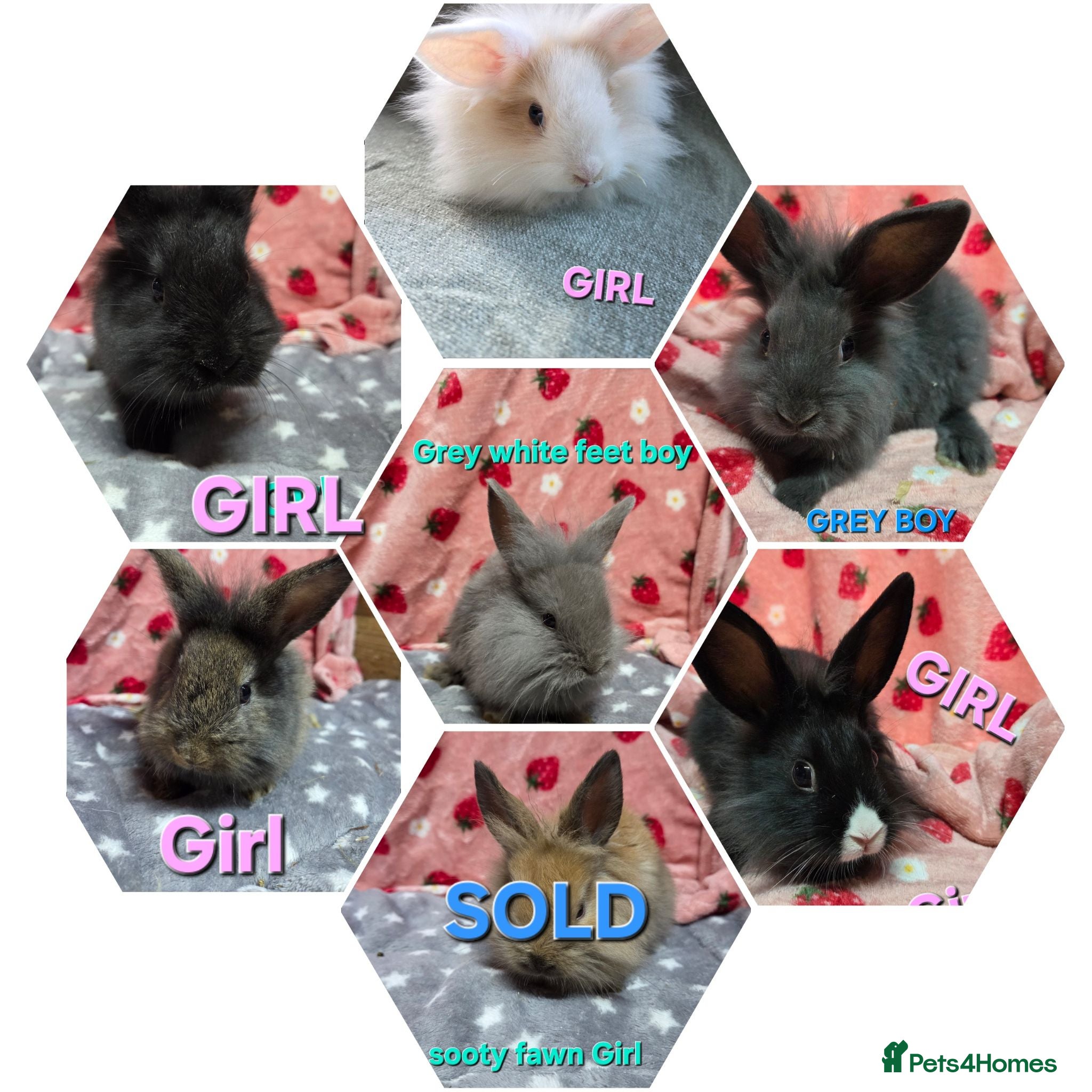 Lionhead rabbits Very Tame lion heads bunnies ☆ready now - Advert 1