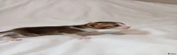 Mixed Breed cats for sale: Abyssinian X from outcross programme - Advert 14