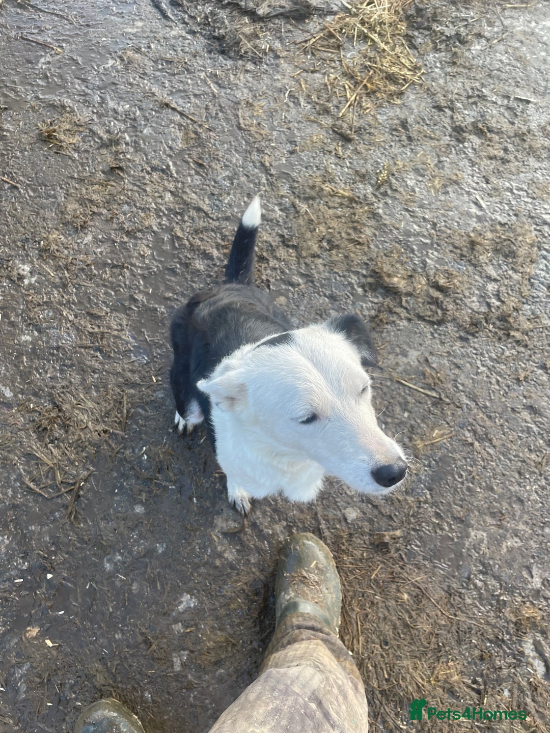 Mixed Breed dogs for sale: Sprollies  - Advert 12