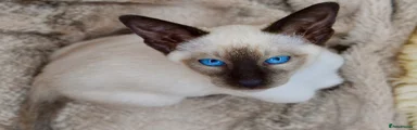 Dovewing 